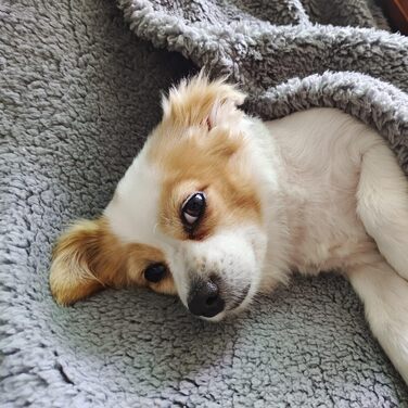 М'яка тепла флісова ковдра для собак та котів, 100 x 120 см, машинного прання (Сірий)