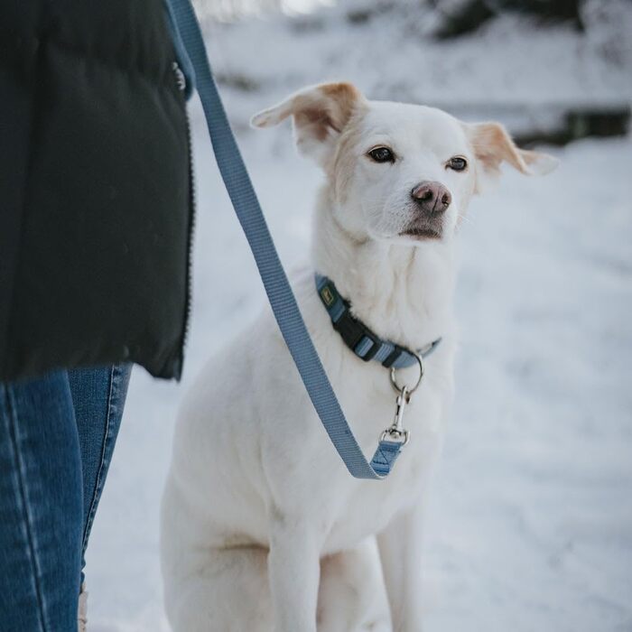 Нашийник для собак Hunter Vario Plus, сірий, M-L/2.0, надійна застібка, комфортний