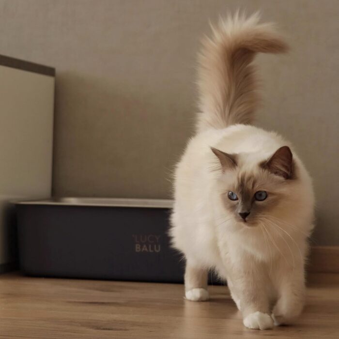 LucyBalu® велика котяча туалетна коробка з нержавіючої сталі, без запаху, відкрита зверху, антрацит