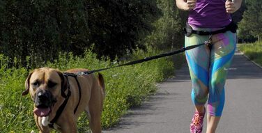 Повідок для собак Dingo з амортизатором, 2 карабіни, стрічка, 170 см, чорний
