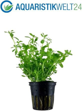 Набір акваріумних рослин AquaOne для нано-акваріума: 3 рослини — стеблова Hygrophila, ґрунтопокривна Eleocharis, аквасети для прісноводних акваріумів