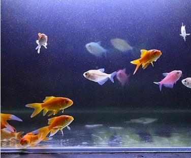 LED-освітлення для акваріума LUMI FLORA, комплект 2x60см, світлодіоди 5730 RGB