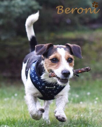 Нашийник для собак Softgeschirr Anker Maritim: м'який, регульований, для відпочинку, розмір L (37-42см/47-63см)