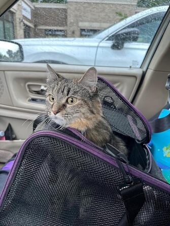 Petisfam м'яка переноска для великих і середніх котів, 2 кошенят, малих собак, легкий доступ, ідеально для котів, які не люблять переноски, чорна
