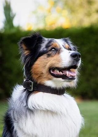 Шкіряний нашийник для собак MICHUR Oleo, коричневий, різні розміри
