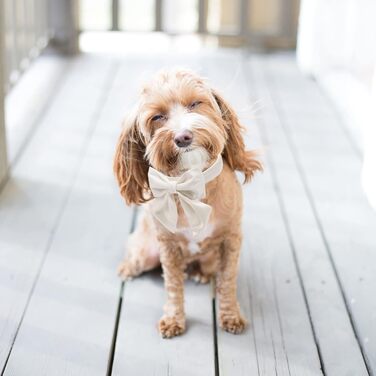 Нашийник для собак Lionet Paws з метеликом - зручний шовковий нашийник для маленьких собак, розмір 25-40 см. Білий комплект (1 шт.)