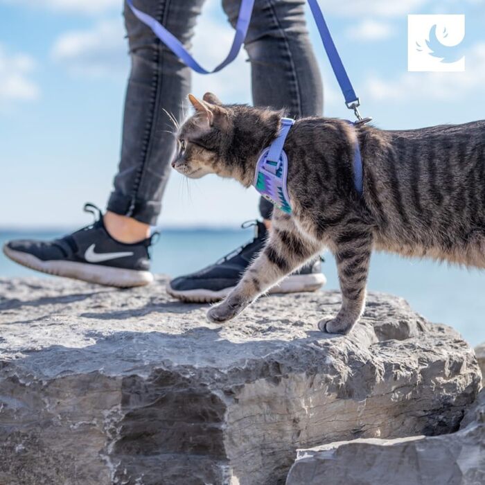 Шлея для котів RC Pets Adventure Kitty, регульована, дихаюча сітка Airmesh, повідець 1,8 м, D-кільце, чорна, розмір M