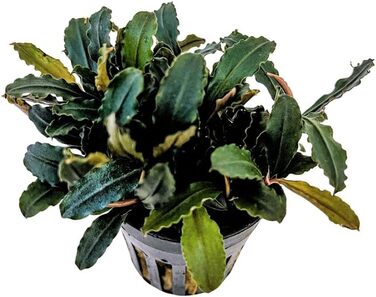 Акваріумна рослина Hygrophila corymbosa 'Compact', 3 шт. — водна рослина для акваріума, стеблова, повністю вкорінена, легка у догляді, для акваскейпінгу, декор, Bucephalandra sp. 'Blue Green'
