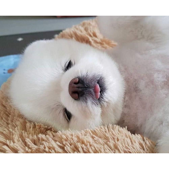 Розкішне собаче ліжко з м'якого хутра, машинне прання, самонагріваюче, з м'яким подуванням для середніх та великих собак та котів (XXXL: 120 см, світло-коричневе)