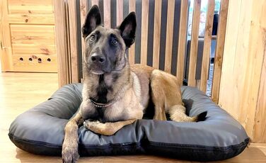 Крісло-ліжко для собак середніх порід Ella від 4L Textil: водостійке, з штучної шкіри, 90x70 см, графіт