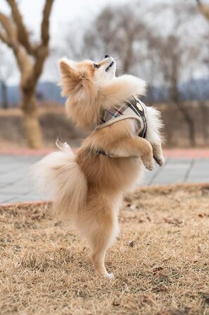 Шлея Puppia Junior для малих собак, легка і м’яка, анти-нагрив, розмір M, рожевий