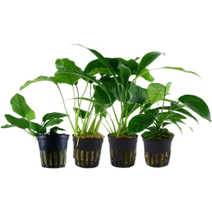 Набір анубіасів для акваріума — 4 шт. Anubias caladiifolia, angustifolia, barteri, nana для цихлідника та рослинного акваріума
