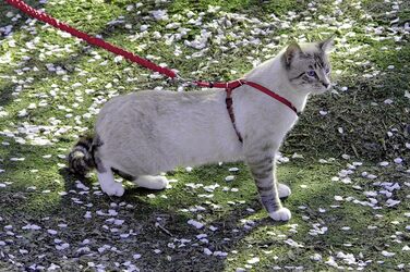 Шлейка PetSafe Easy Walk для котів, з еластичною шнурковою лінійкою, розмір L, червона, CWMK-L-RED-19