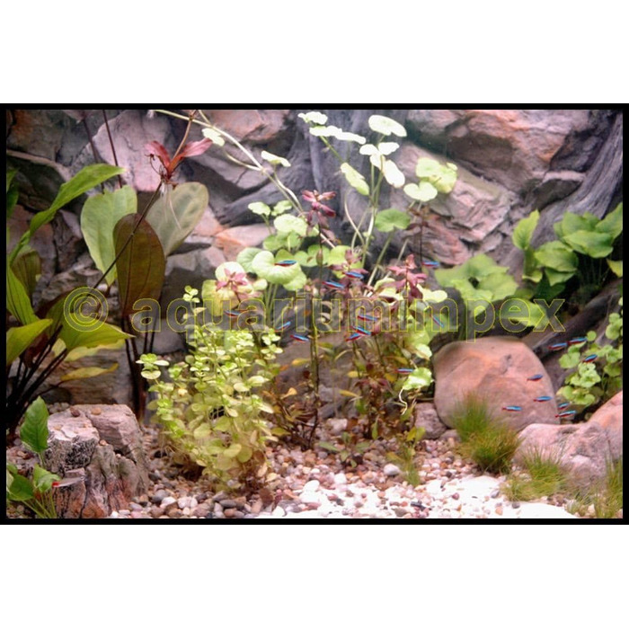 3D фон для акваріума 150x50 см, скеля з коренем, 2 частини