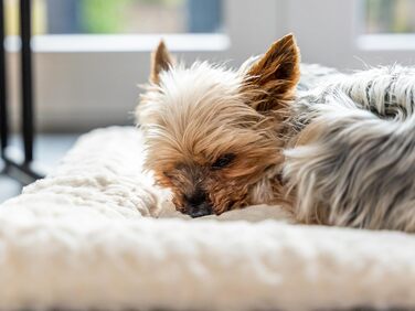 TrendPet Heaven двостороння утеплена лежанка для собак і котів, 4 см, бежевий колір