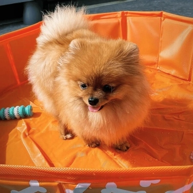 Охолоджувальний басейн для собак The Swim Essentials Bonebash Orange, 80 см