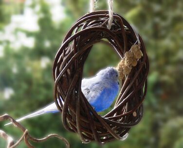 Два смачні дерев'яні кільця з лози для папуг, хвилястих та корел; плетіння з лози. Іграшка для птахів у клітку, вольєр. Ігровий майданчик для птахів для підвішування. 2 дерев'яні кільця 2.0