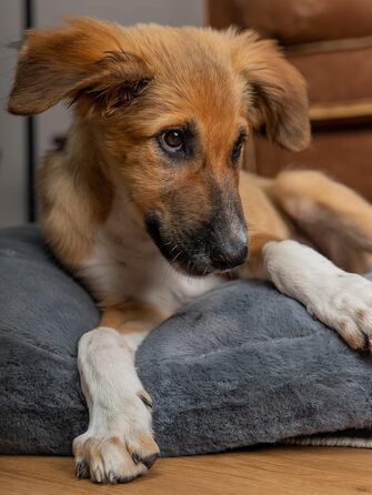 TrendPet Maya Ortho - Ортопедичне ліжко для собак (80x60 см)