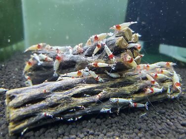 Натуральне чолла-дерево для акваріума, декор, для креветок, 10,2 см, 5 шт