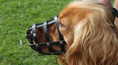 Шкіряна маска для собак L&J Pets для мопсів, пуделів, хаскі та інших собак з подібним розміром морди (5, Чорний) Чорний 5