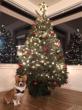 Елегантний нашийник для собак Unique Tyle з клямкою та знімною метеликом, для малих, середніх та великих собак та котів, XX-XL (зелена сітка)