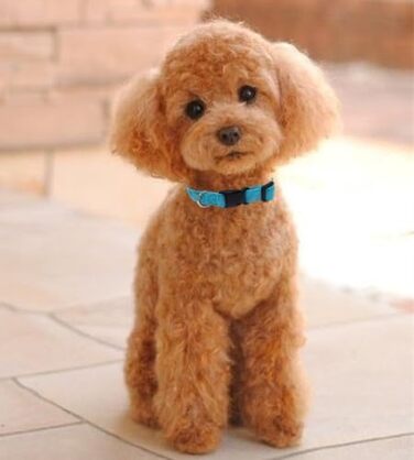 Нашийник для собак Vioett (S, Blue) з фіксуючою петлею, м'який велюровий, для великих собак