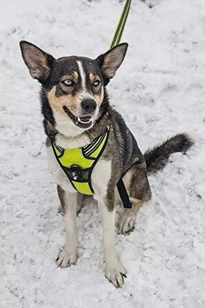 Нашийник для собак Truelove TLH5651, запобігає тягні, світловідбиваючі шви, для активного відпочинку (неоновий жовтий, XS)