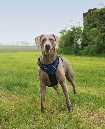 Шлейка для собак Ionto з відбиваючим матеріалом, синього кольору, розмір XL, з двома кільцями та 4 ремінцями, з Kick-застібками та гумовим руків'ям