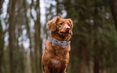 Елегантний нашийник для собак та котів з краваткою, стильний аксесуар для тварин, розміри S, M, L, XXS-XL