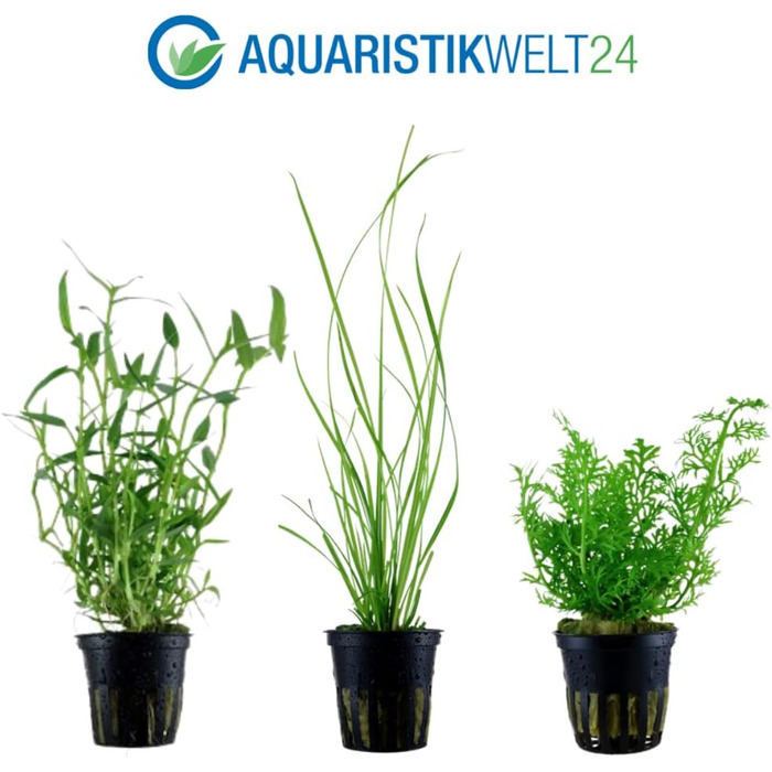 Набір з 5 акваріумних рослин для фону AquaOne: Murdannia, Ludwigia, Cyperus, Alternanthera, Ceratopteris