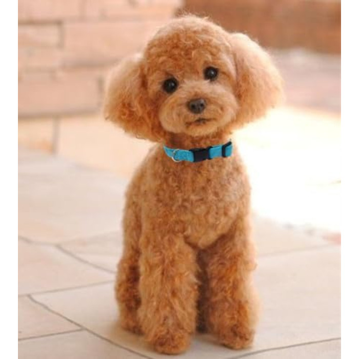 Нашийник для собак Vioett (S, Blue) з фіксуючою петлею, м'який велюровий, для великих собак