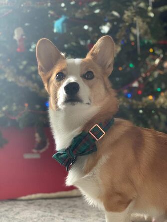 Елегантний нашийник для собак Unique Tyle з клямкою та знімною метеликом, для малих, середніх та великих собак та котів, XX-XL (зелена сітка)