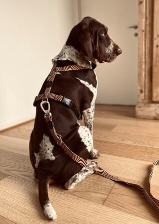 Шлейка для собак MORSO® H, 5-точкове регулювання, жовто-оранжевий/чорний, розмір M