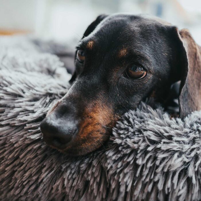 Лопа (LOPPA) - м'яке ліжко-подушка для собак та котів, ковзаюча основа, прання при 30°C, білий, L