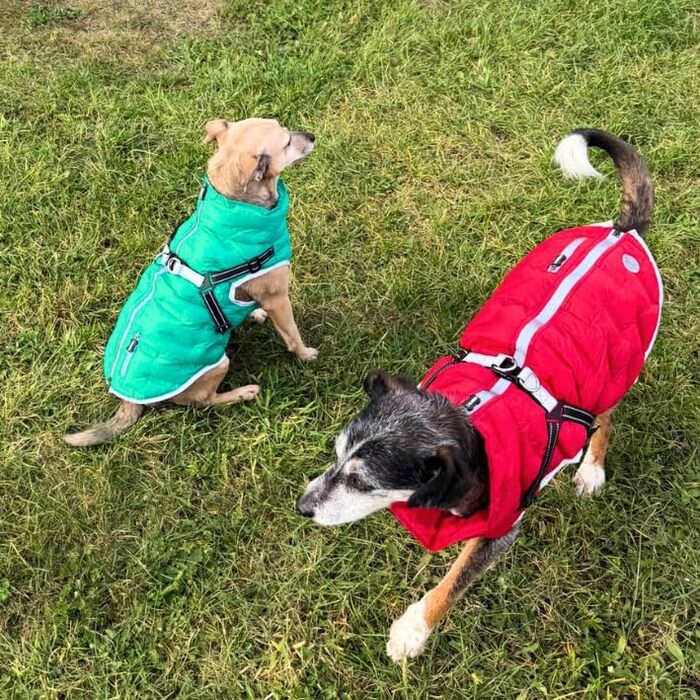 Водонепроникна тепла куртка для собак 2-в-1 з інтегрованою шлейкою - Зимова куртка для собак з відбиваючими елементами, вітронепроникна та легка, ідеальна для осені та зими, червона, розмір L