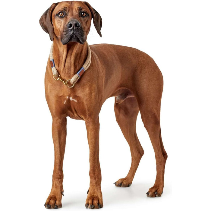 Нашийник для собак HUNTER Sansibar Rantum, сучасний, морський стиль, бежевий, розмір M-L