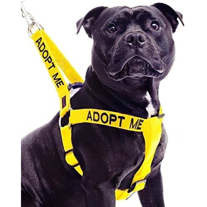 Жилет для собак ADOPTIER MICH жовтий, не тягне, нейлоновий, розмір L-XL, для благодійності
