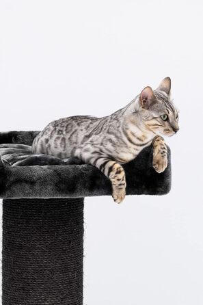 Когтеточка для великих котів Petrebels Maine Coon, 117 см, преміум-якість, стовпи Ø20 см, чорна
