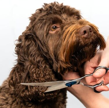 Професійна вигнута ножиця Masterclip Essentials для перукарів (19,1 см), нержавіюча сталь, для правшів