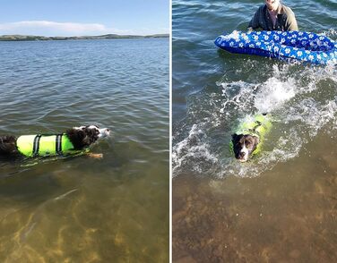 Світшот для собак Snik-S з світловідбиваючими смугами та регульованим поясом, жилет для плавання для собак з короткою мордою (Мопс, Бульдог, Пудель), розмір L, колір зелений