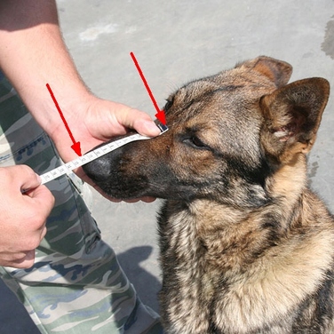 Пластиковий намордник Dingo Gear