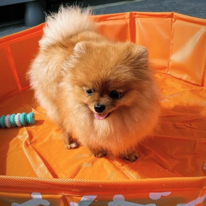 Охолоджувальний басейн для собак The Swim Essentials Bonebash Orange, 80 см