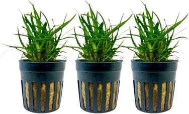 Водорості AquaOne Eriocaulon 'Vietnam', 3 шт. – акваріумна рослина для середнього плану, повністю вкорінена, для акваскейпу та декору