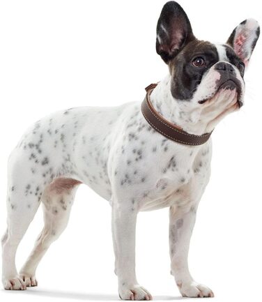 Нашийник для собак HUNTER PORTO, колір: темно-коричневий/cognac, з олив'яної шкіри, м'який та зручний, не травмує шерсть, міцний, ручної роботи, розмір: 60x60 см, темно-коричневий/cognac