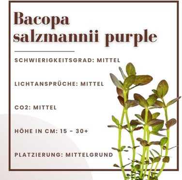 Акваріумна рослина Bacopa salzmannii Purple, 3 шт, середній план, повністю вкорінена, для акваріума, легка у догляді, акваскейпінг, декор
