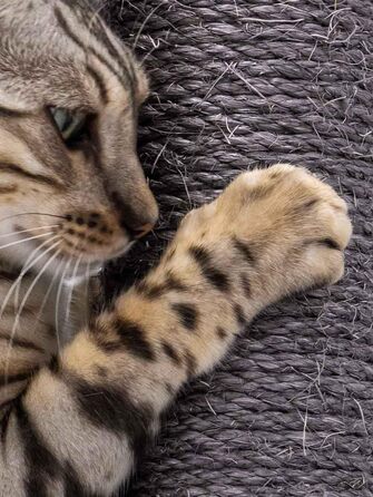 Дряпка для котів Petrebels Maine, 90 см, з міцною основою та сизалевим стовпчиком, 40 x 40 x 90 см, колір off-white