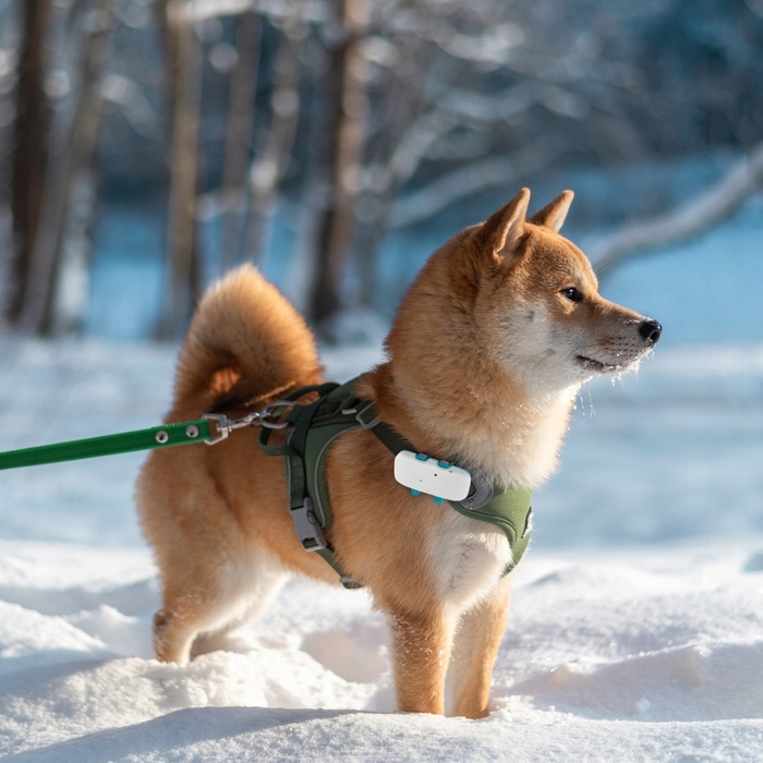 GPS-локатор для собак, котів та інших тварин без абонплати, відстеження через додаток MK032