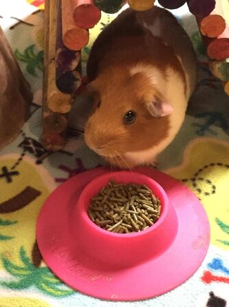 STAYbowl Futternapf: годівниця для морських свинок та інших дрібних домашніх тварин, ергономічна, 60 мл, рожева