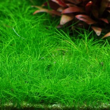 Акваріумні рослини Eleocharis Parvula/Montevidensis/Acicularis, набір з 3 водних трав у горщиках та In Vitro для акваріума