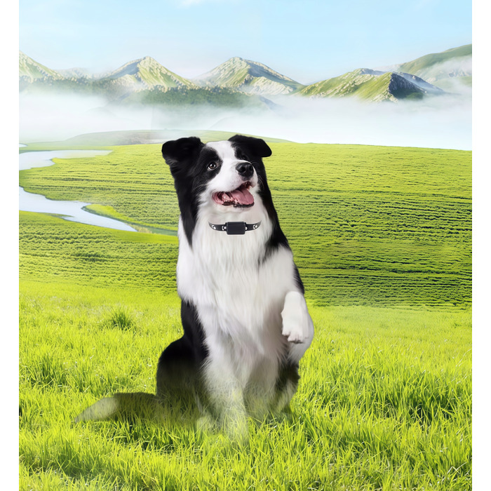 GPS-трекер для собак та котів: міні-нашийник для тварин без абонплати з додатком